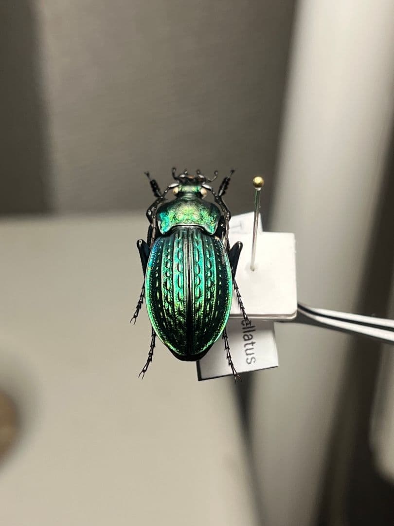 【29mm】コブスジキンイロオサムシ エリスカブリモドキ オサムシ標本