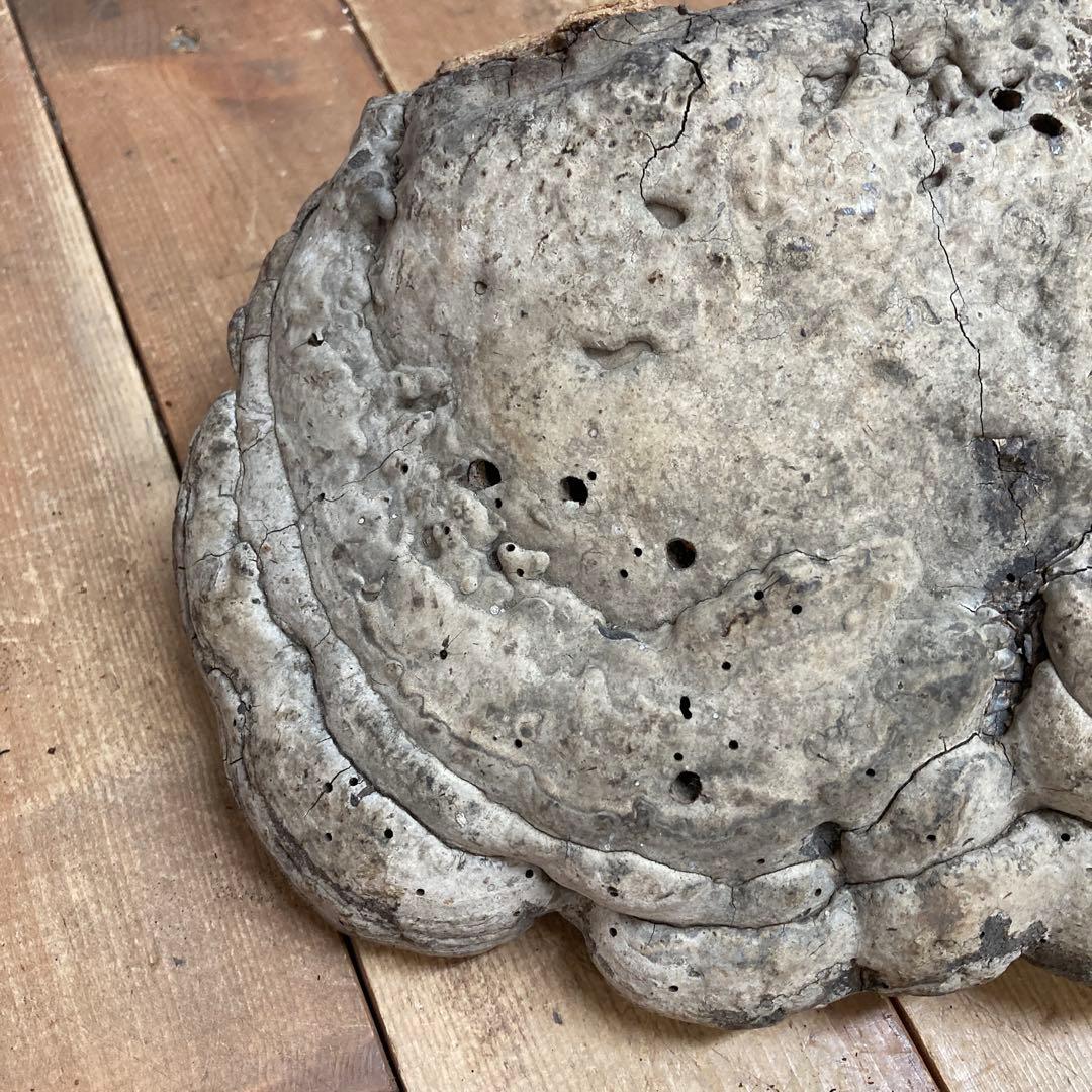 4階 【超特大・希少】天然 サルノコシカケ 霊芝 万年茸 置物 インテリア 骨董