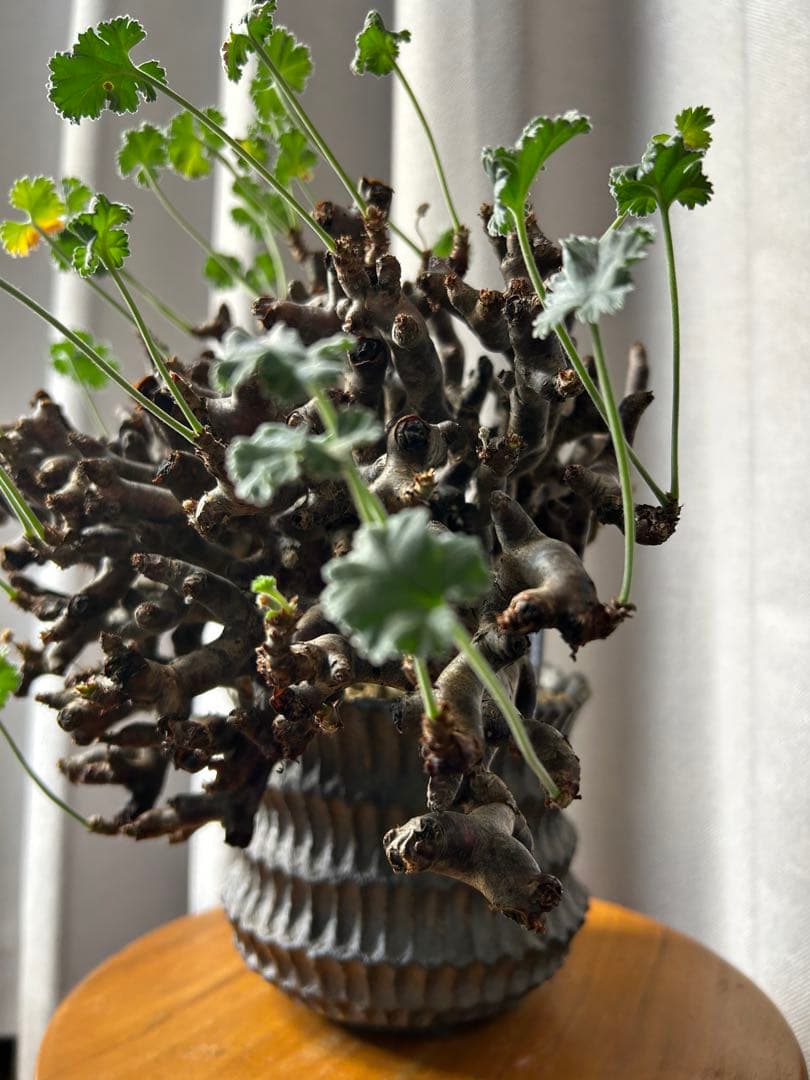 超良型ペラルゴニウムミラビレ パキポディウム 現地球 発根済パキプス陶器鉢