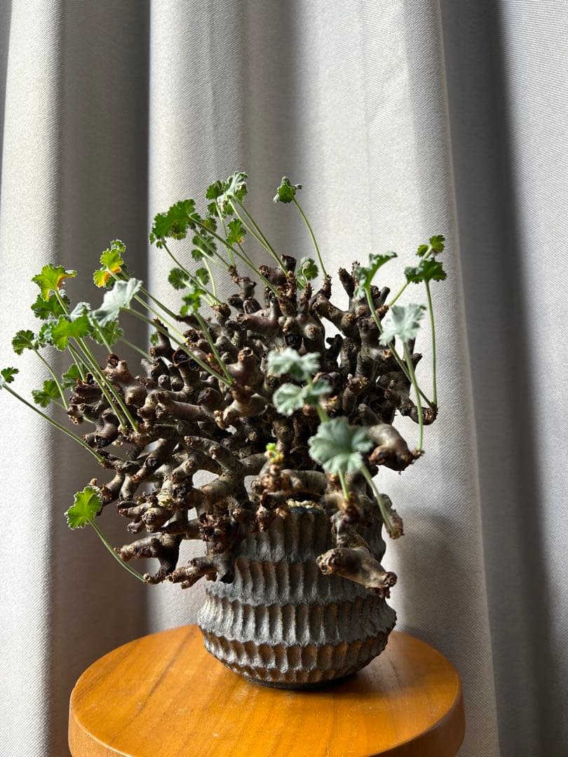 超良型ペラルゴニウムミラビレ パキポディウム 現地球 発根済パキプス陶器鉢