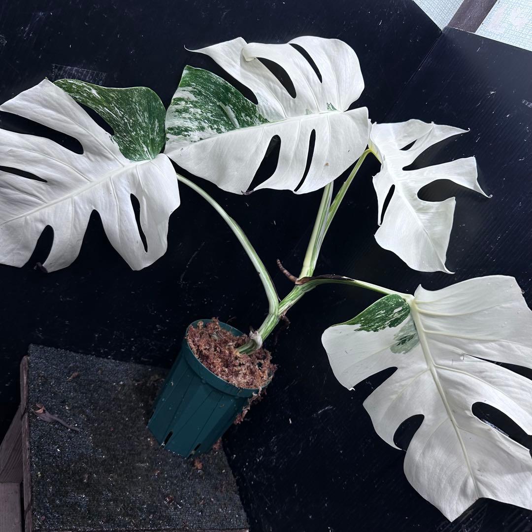 か*え様 斑入りモンステラ極上ホワイトタイガーフルムーン4号鉢植え発根済み