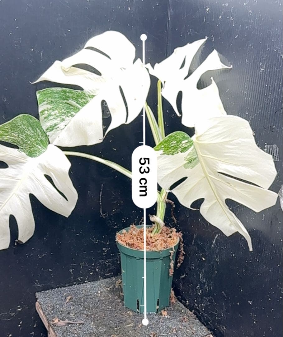 か*え様 斑入りモンステラ極上ホワイトタイガーフルムーン4号鉢植え発根済み