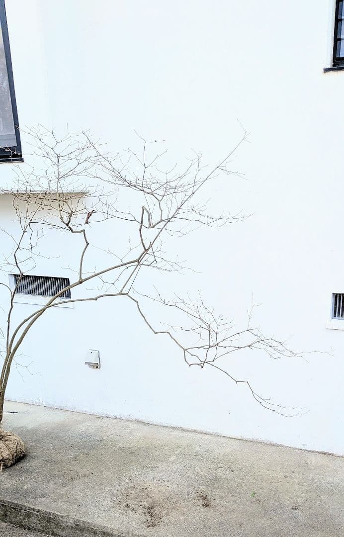 これが本物！。山採りドウダンツツジ。