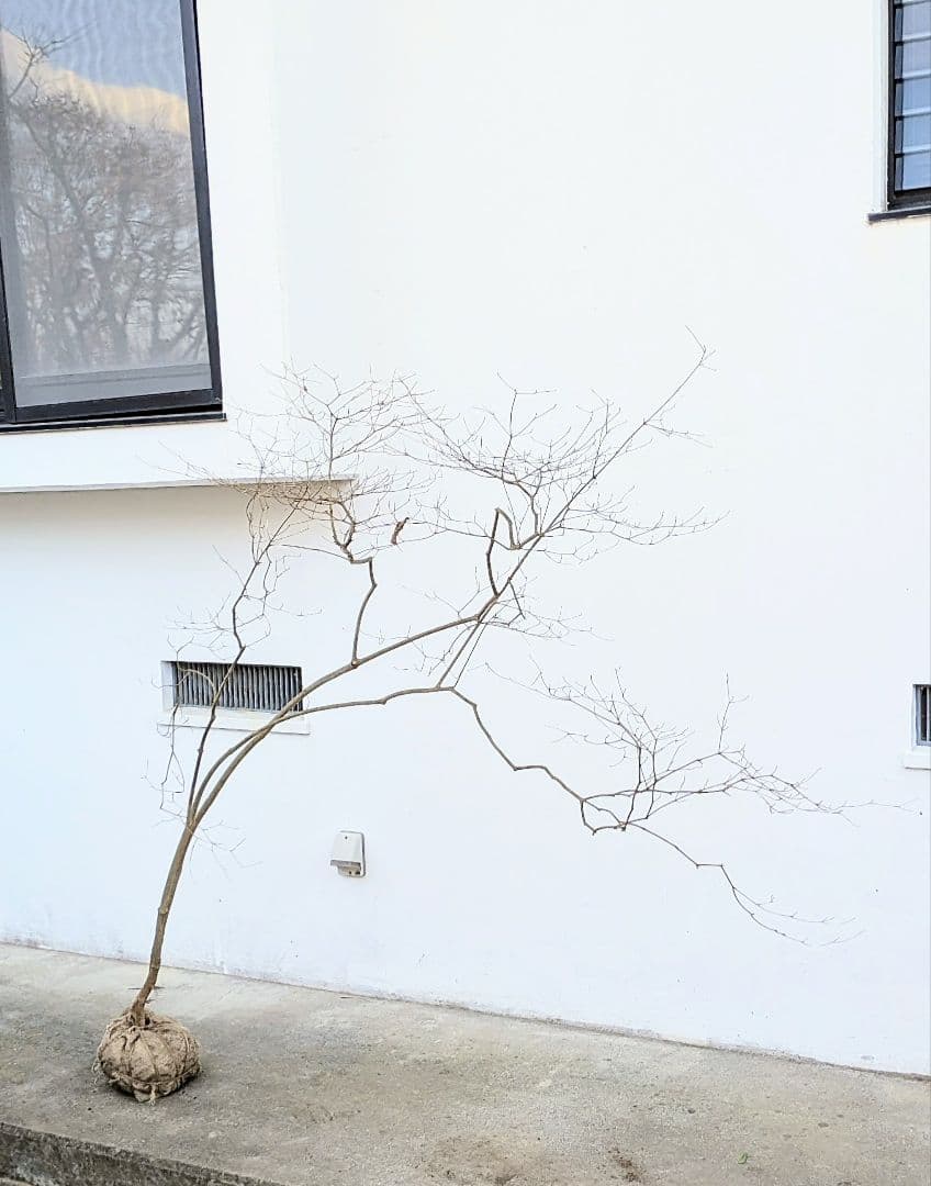 これが本物！。山採りドウダンツツジ。