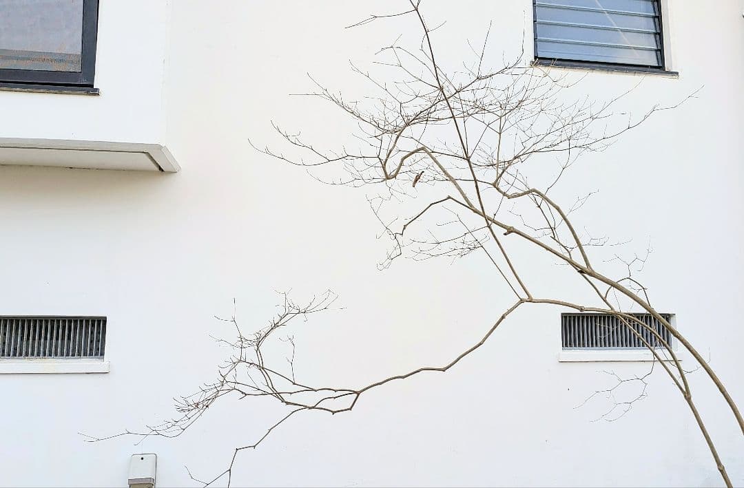 これが本物！。山採りドウダンツツジ。