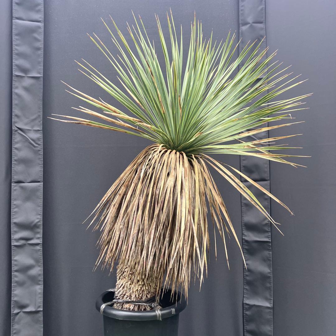 ユッカ　ロストラータ　メキシコ産　発根済