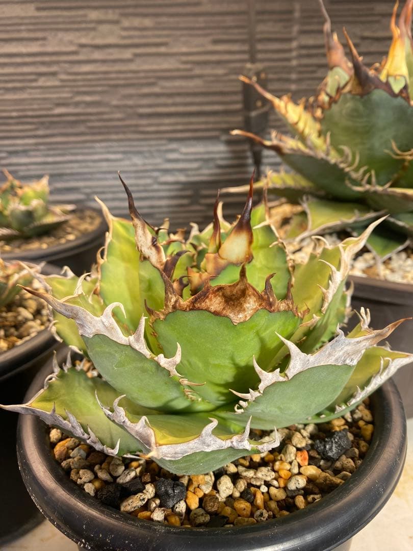 アガベ　オテロイ　実生