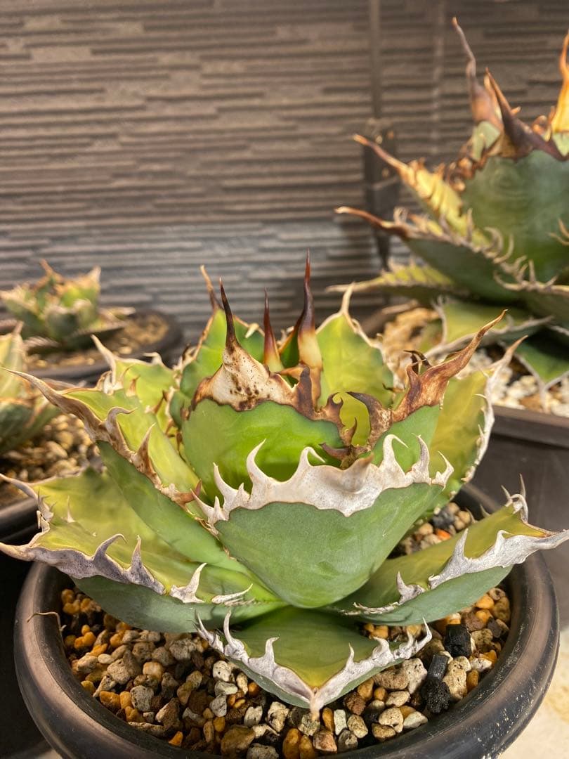 アガベ　オテロイ　実生