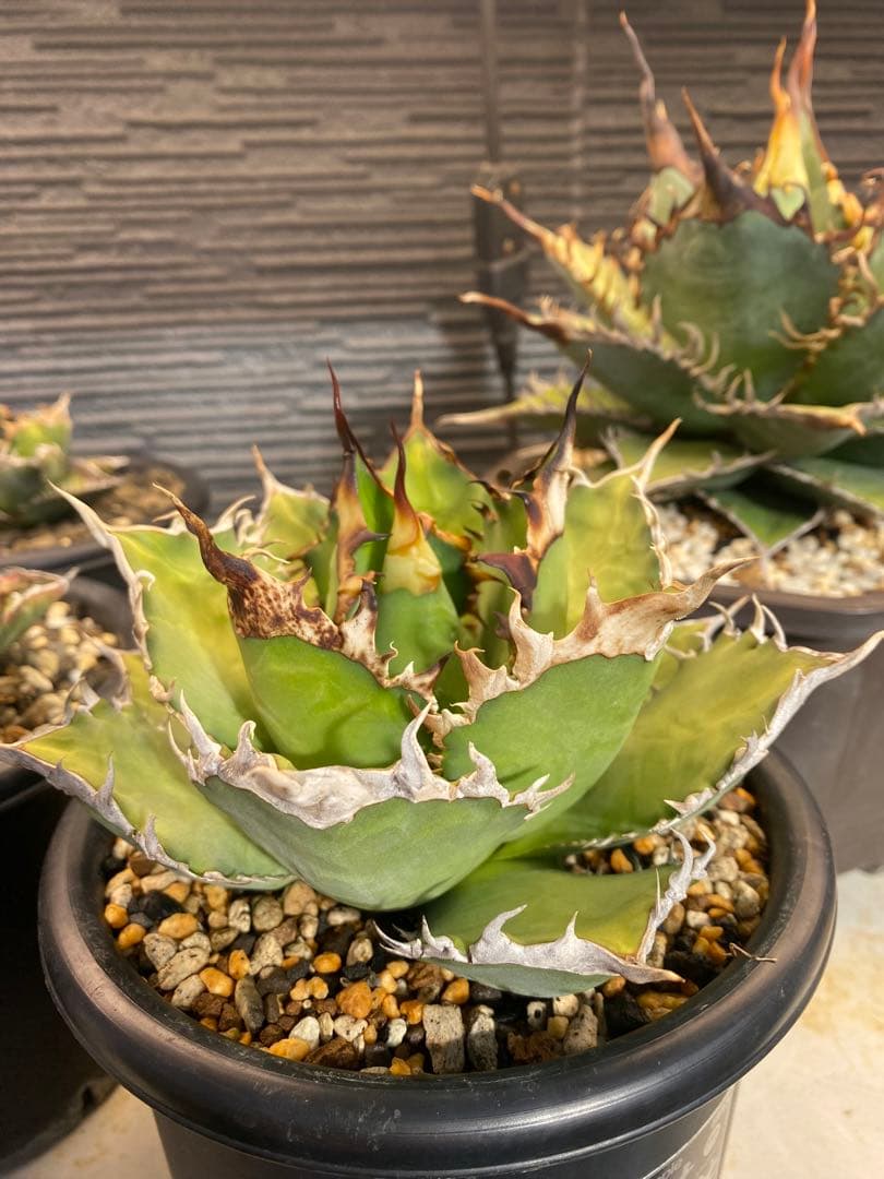 アガベ　オテロイ　実生