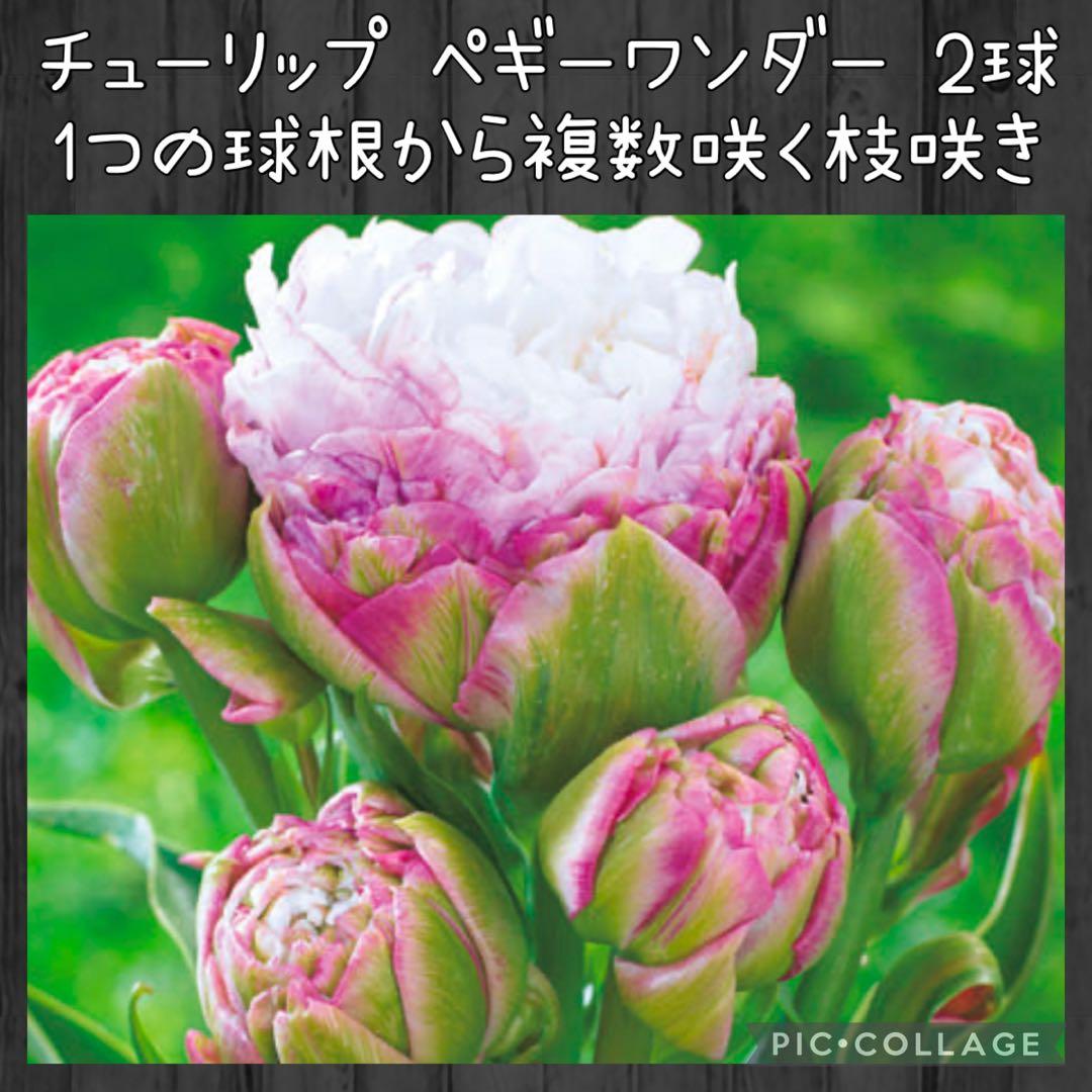 【球根セット】プレミアムチューリップ 球根セット 2球×3種 原種チューリップ付