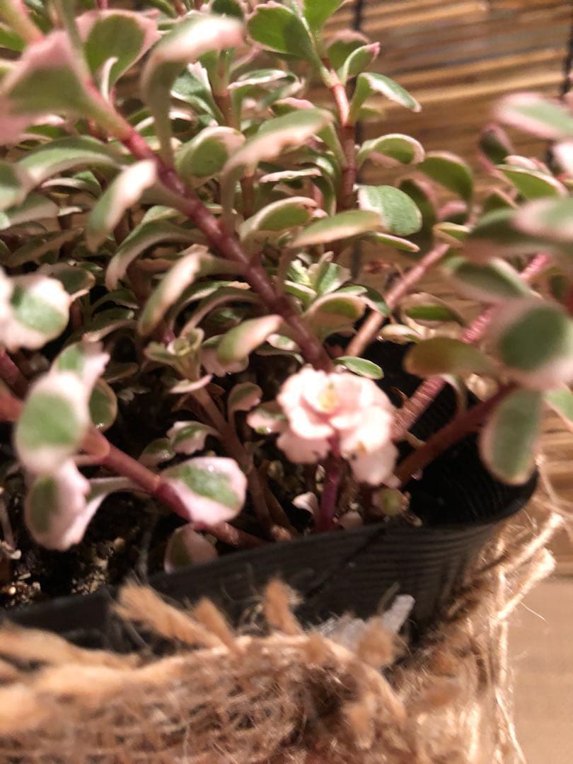 多肉植物 セダム トリカラー  抜き苗♡