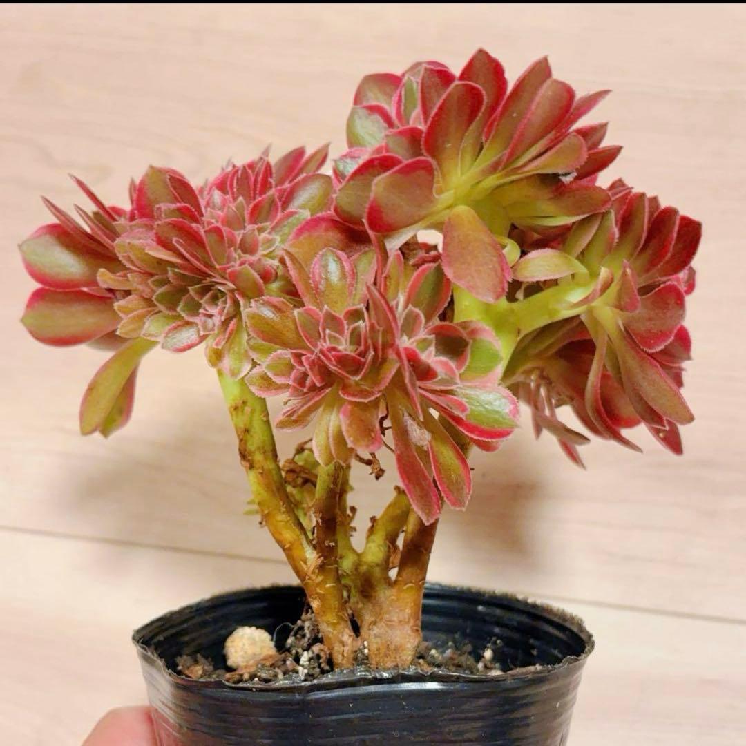 68#多肉植物アエオニウム錦❤️ピンクウィッチセッカ❤️16cm 拔き苗