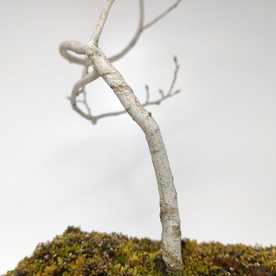 寒樹ヤマコウバシ盆栽 SS015