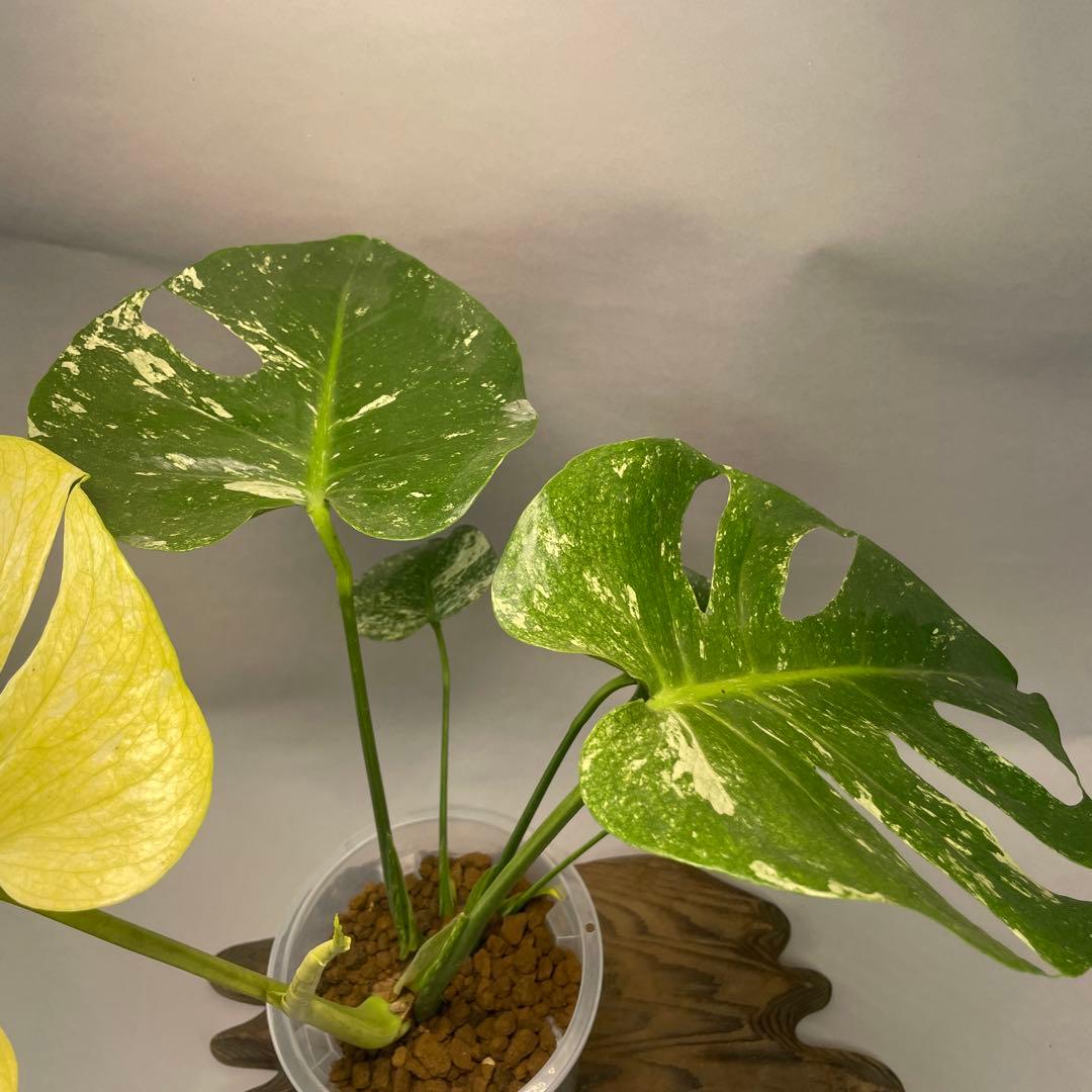 a105ホワイトモンスター 天津蘭 モンステラ斑入り