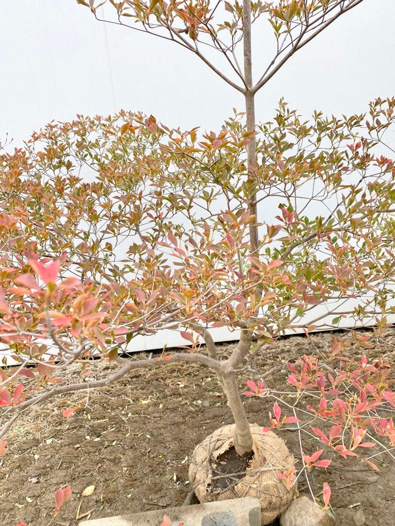 山採りドウダンツツジ　白花/817