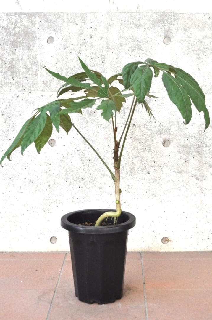 トレベシア 8号 78cm