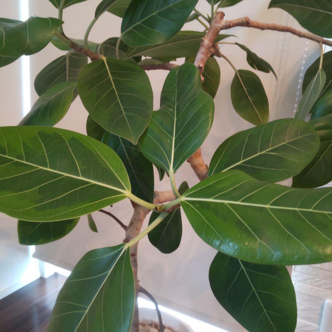 フィカス セアラート鉢付き