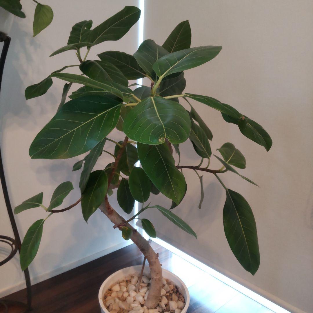 フィカス セアラート鉢付き