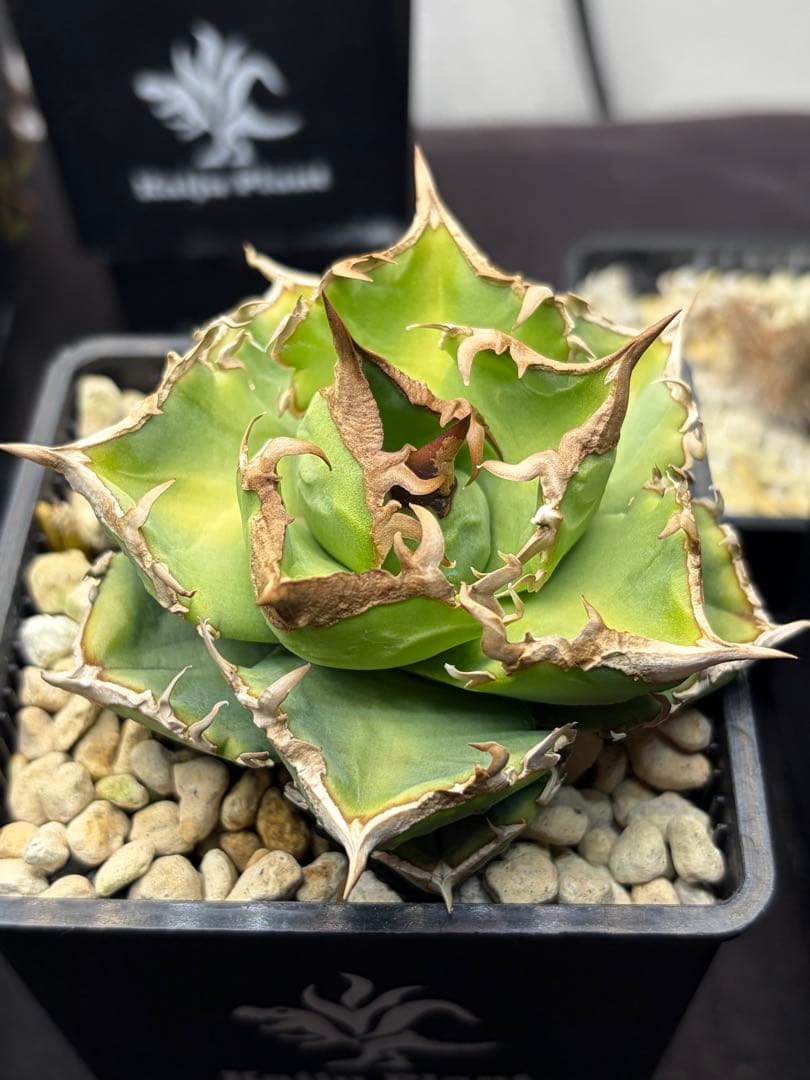 アガベチタノタ　清櫻　子株付き