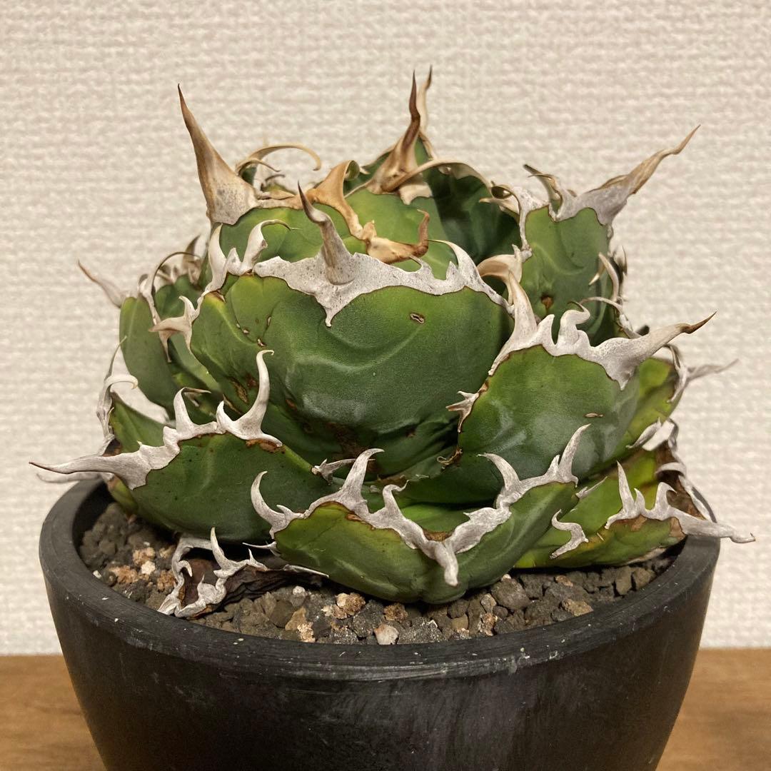 アガベ　チタノタ　白鯨　コレクション株