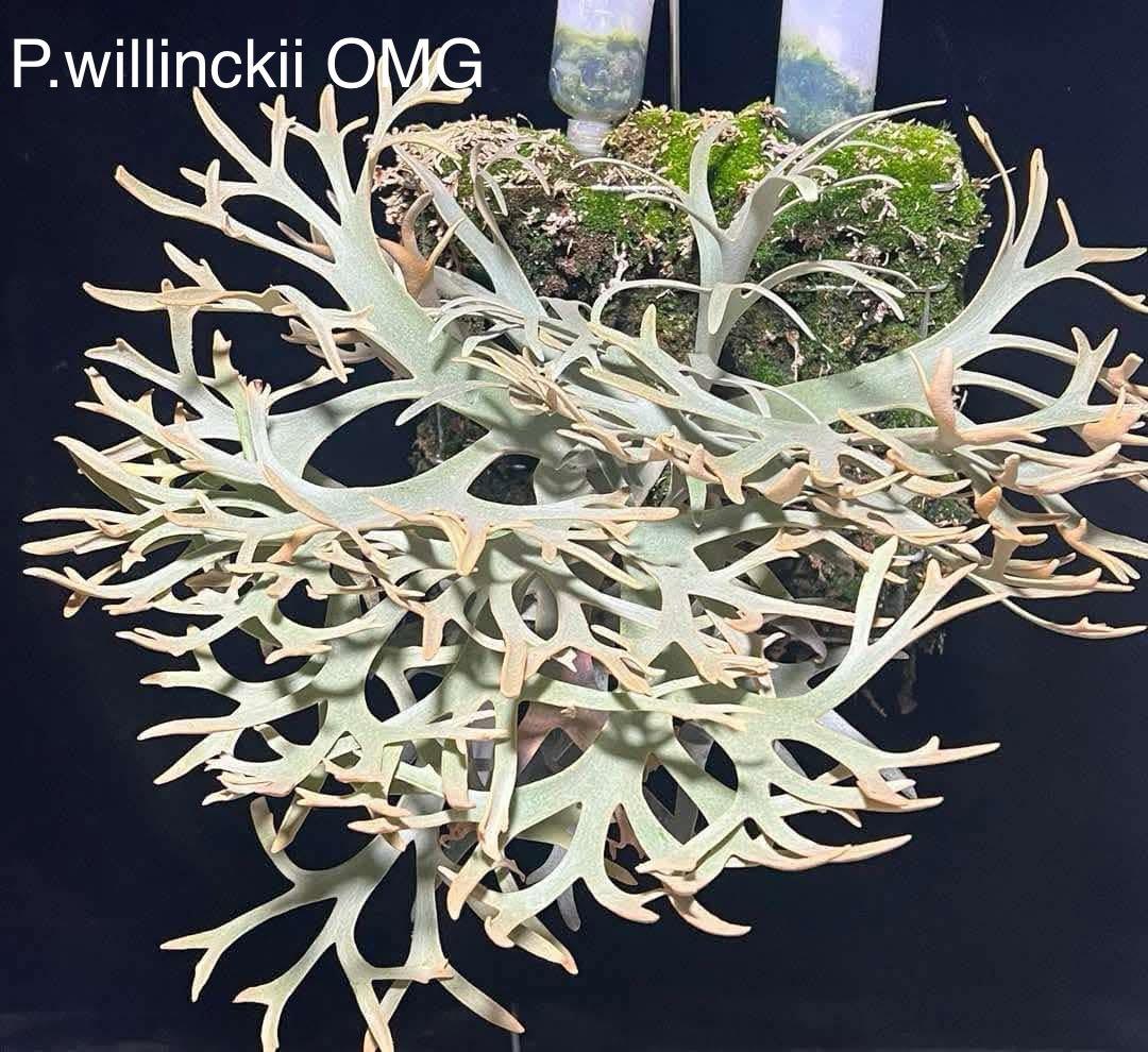 m*a様 【人気ドワーフ4種12株セット②】P.willinckii系 ビカクシ