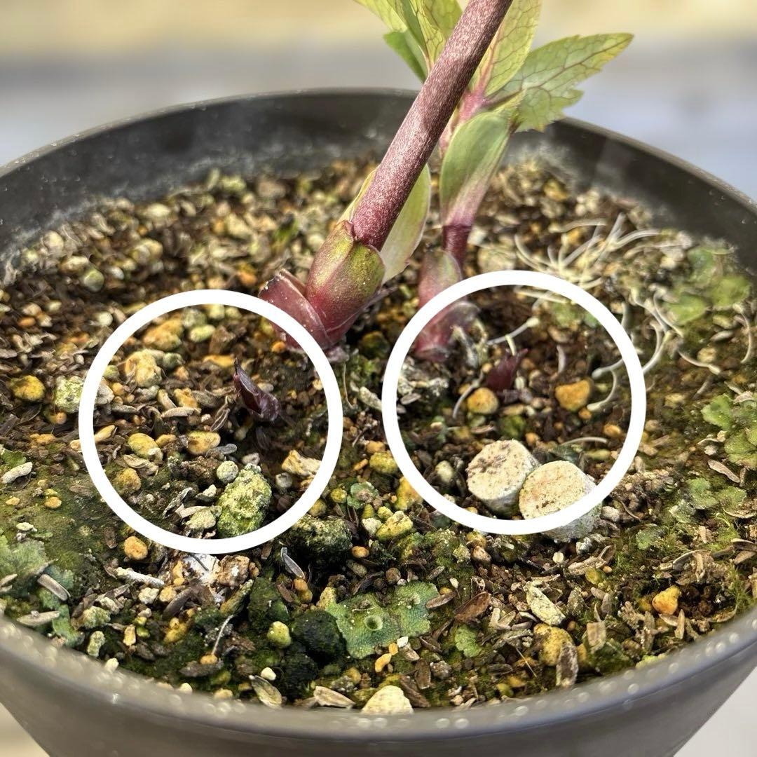 まい様ご購入品　認定ソレイユ　広瀬園芸　クリスマスローズ