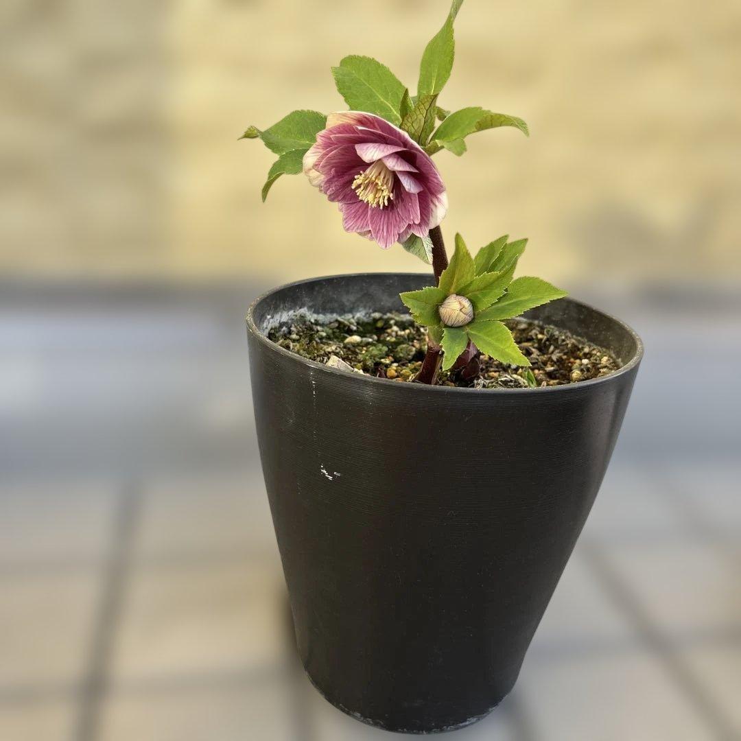 まい様ご購入品　認定ソレイユ　広瀬園芸　クリスマスローズ