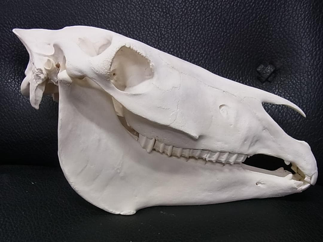 高品質！ ロバ（Donkey）頭骨　♂