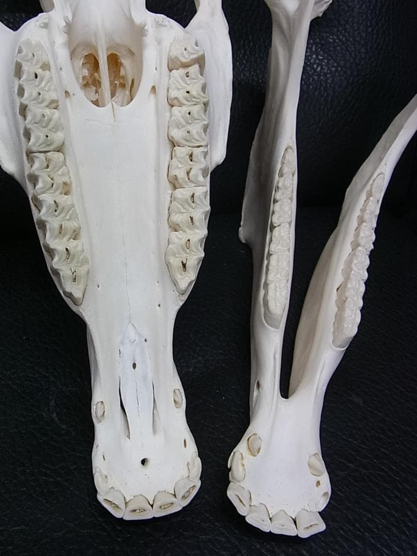 高品質！ ロバ（Donkey）頭骨　♂