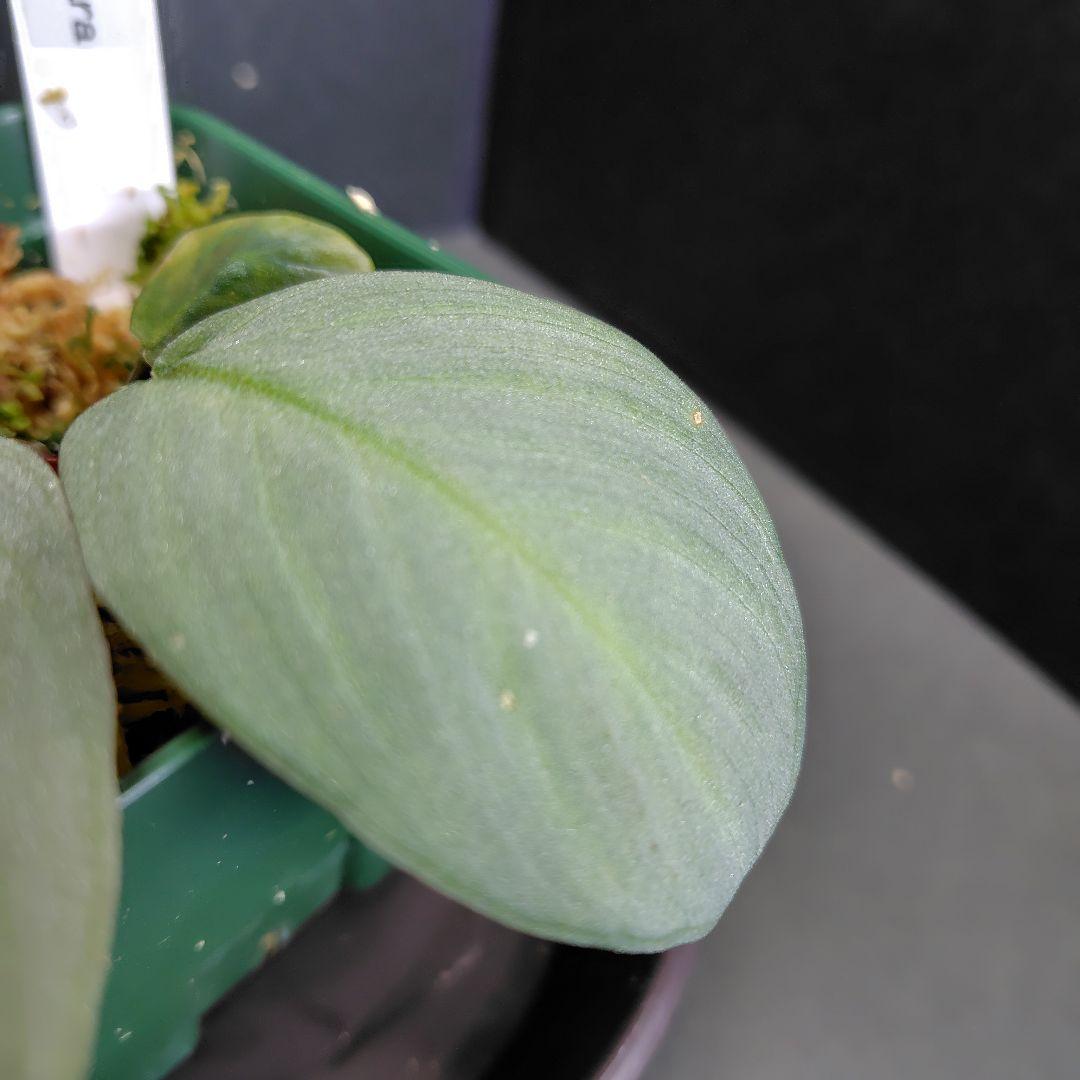 Homalomena sp 月輪