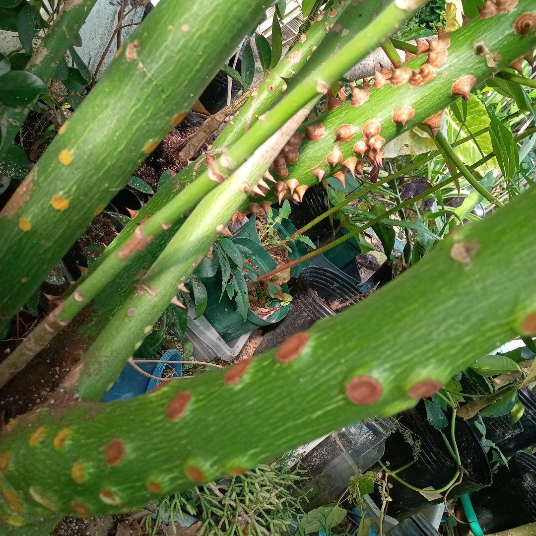 トックリキワタ酔っ払いの木のトゲ数個