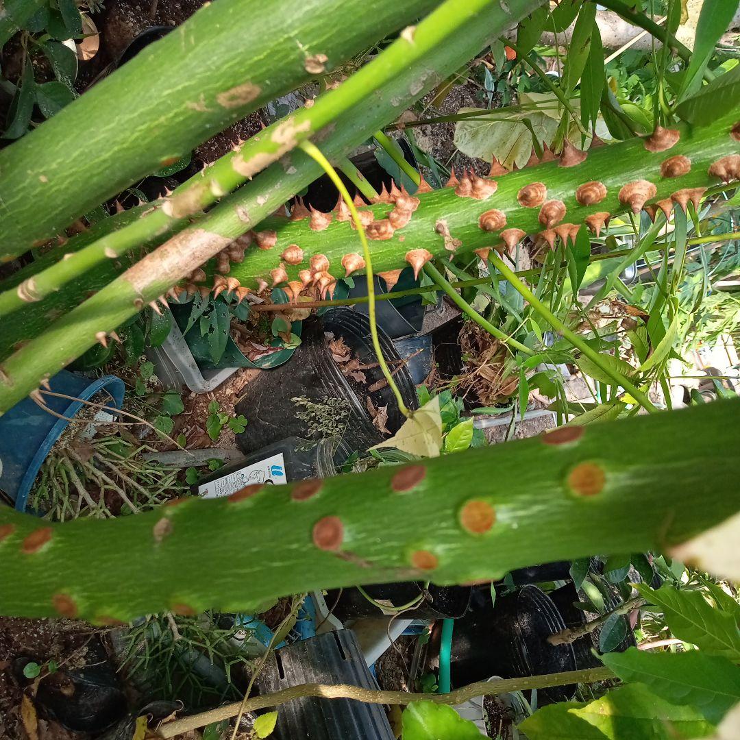 トックリキワタ酔っ払いの木のトゲ数個