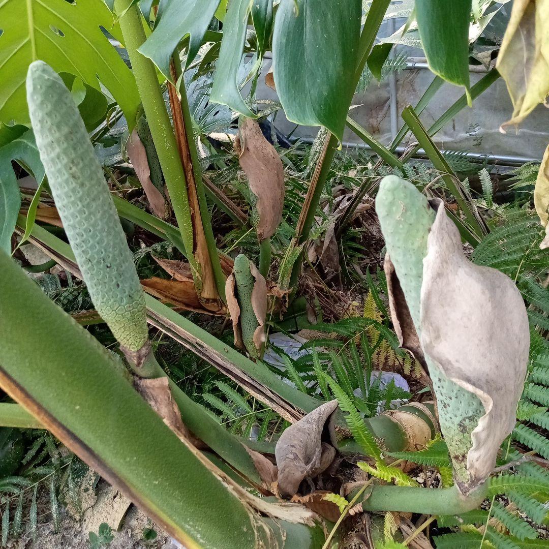 トックリキワタ酔っ払いの木のトゲ数個