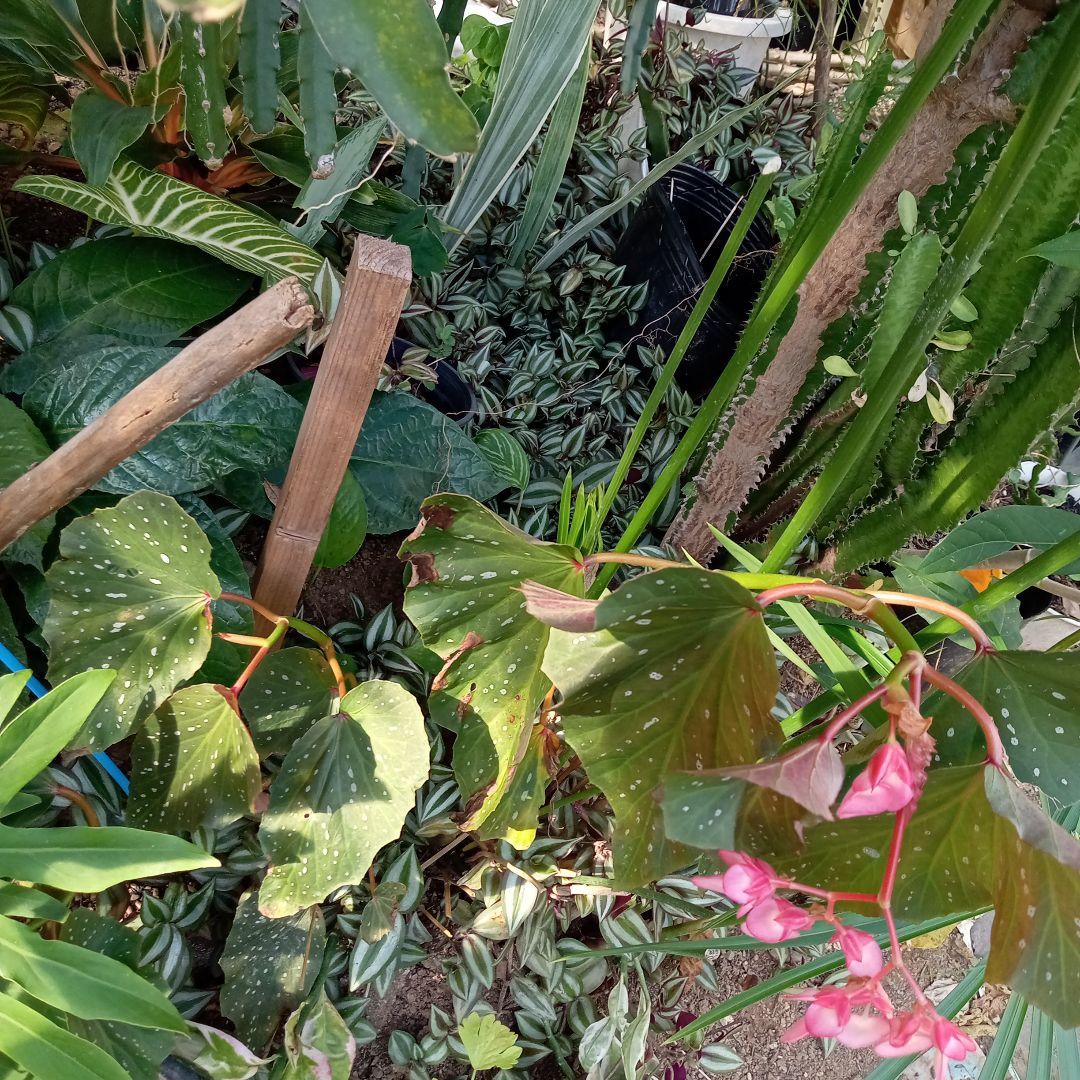 トックリキワタ酔っ払いの木のトゲ数個