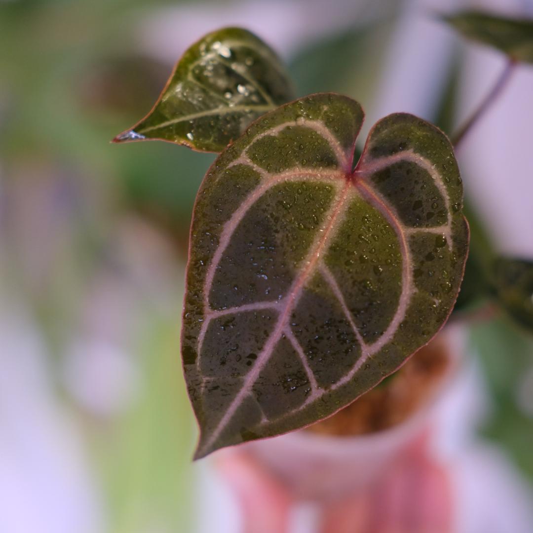 A. SKG Pink Lemonade × A. Zara Michelle