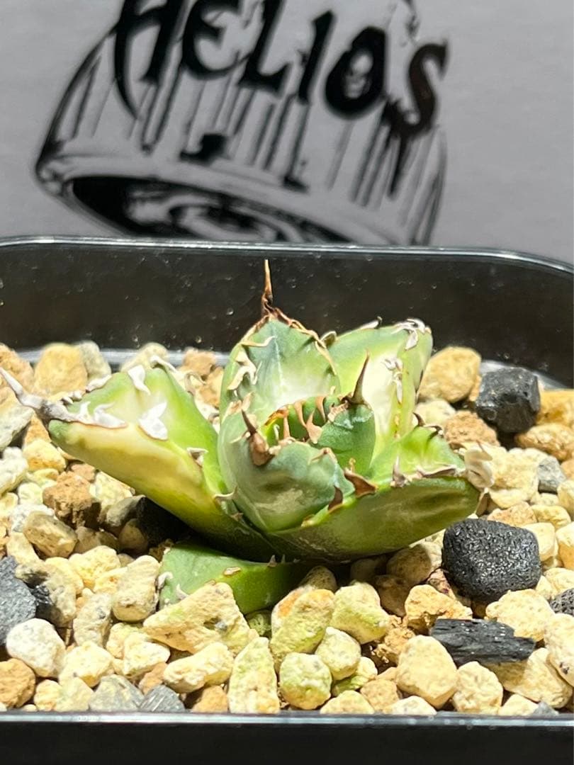 アガベチタノタ　魔丸　中国産　本物 観葉植物