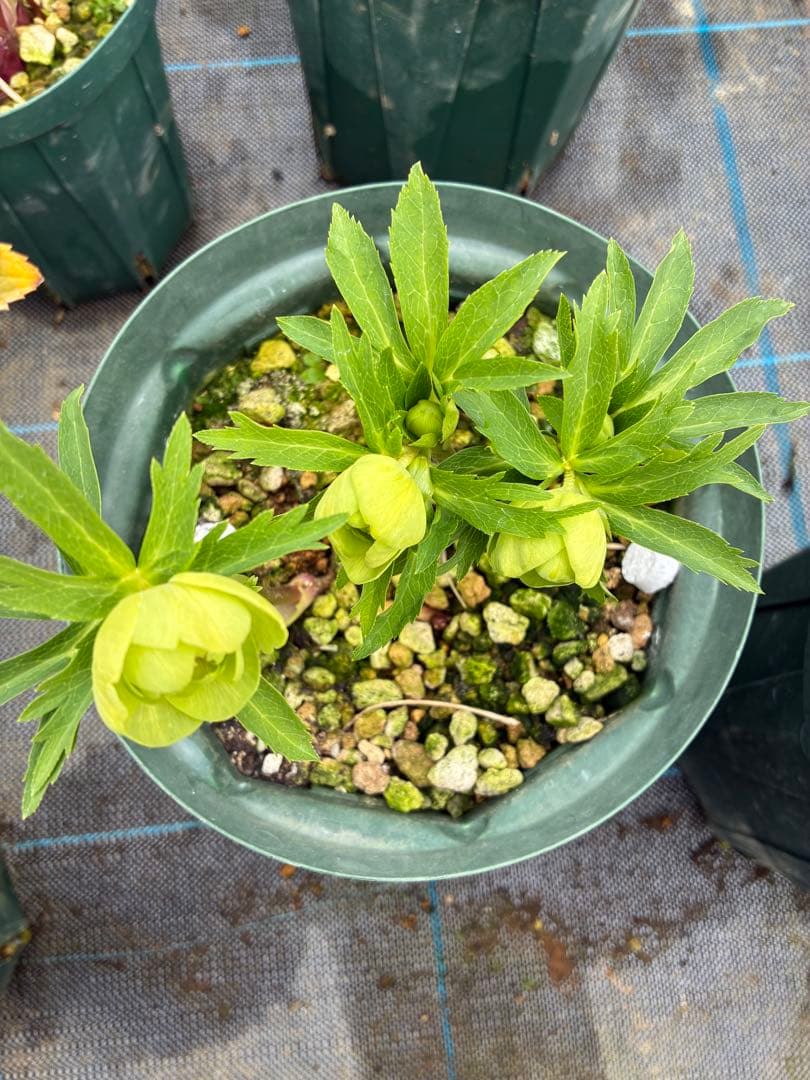 クリスマスローズ　小輪グリーンオーレア　微スポット　６寸