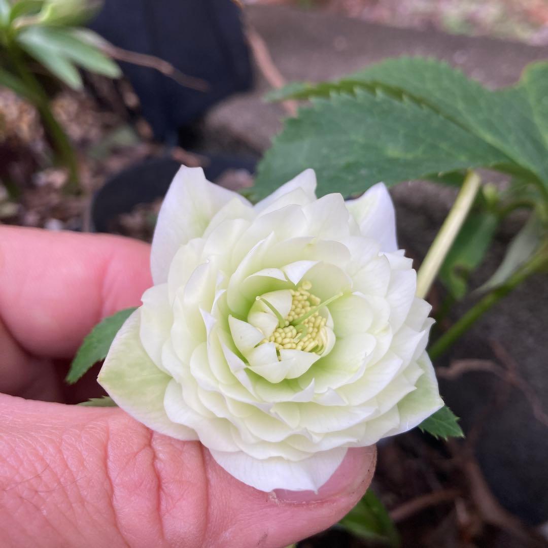 クリスマスローズ　小輪超多弁　株分け前提