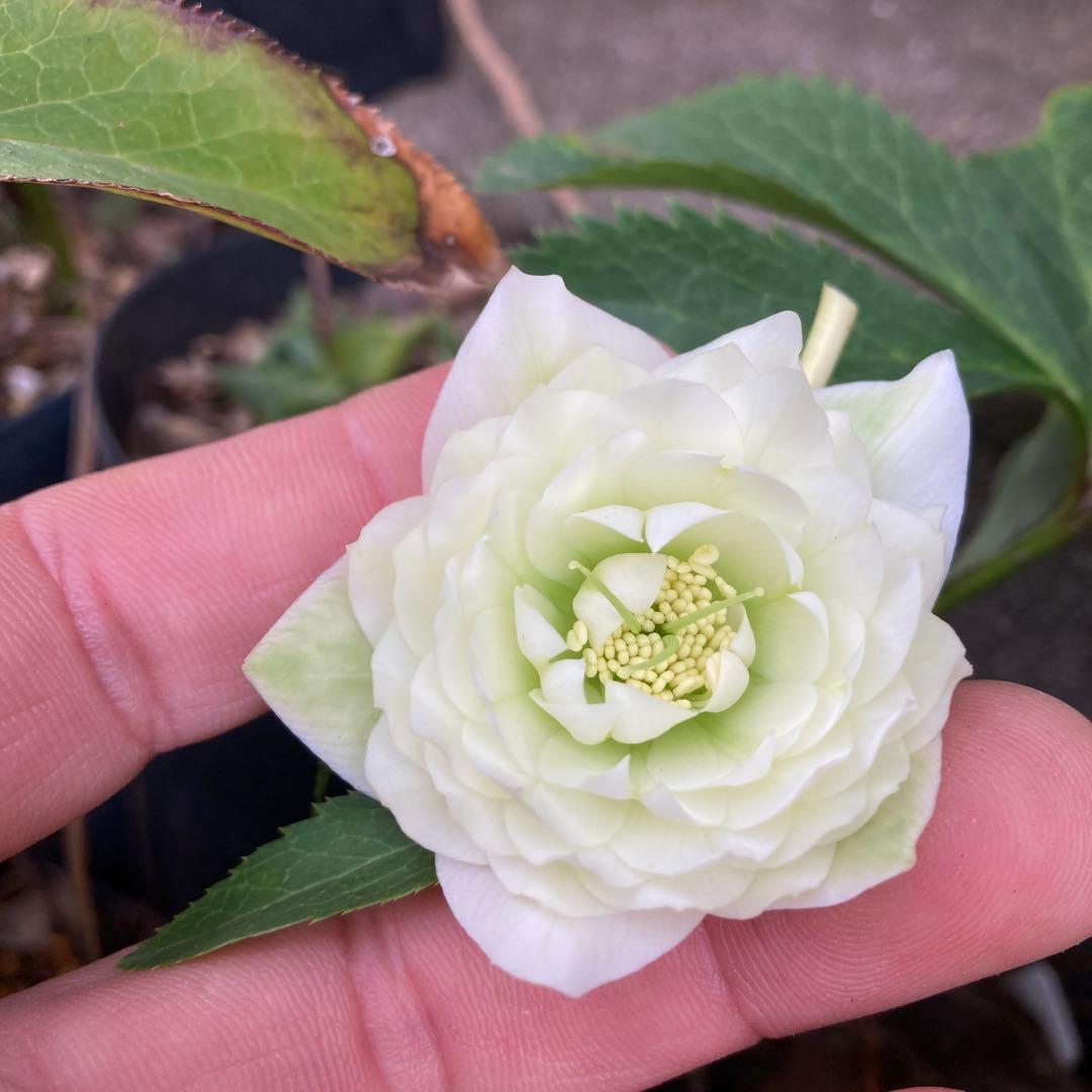 クリスマスローズ　小輪超多弁　株分け前提