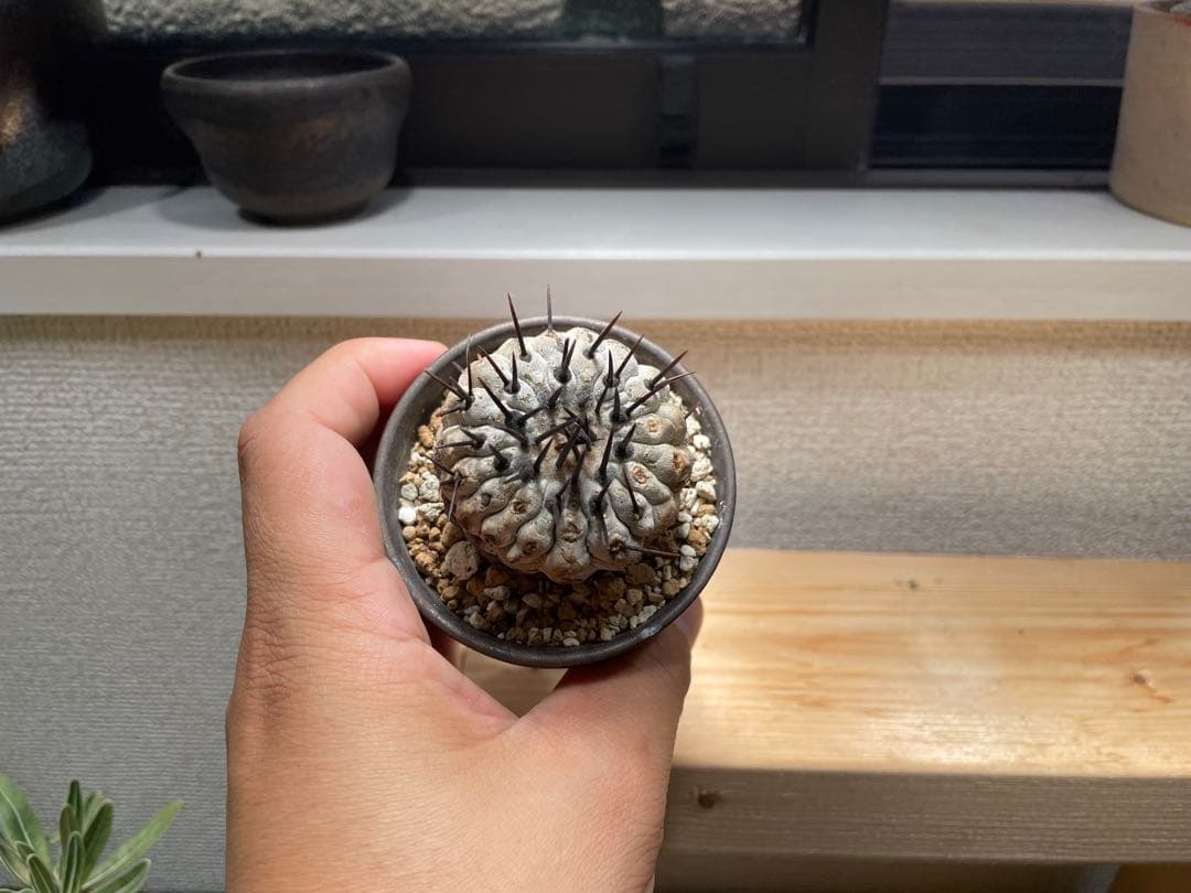 コピアポア　シネレア