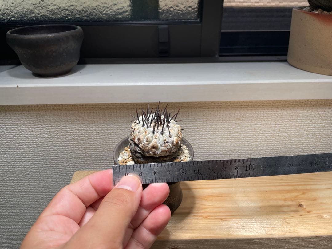 コピアポア　シネレア