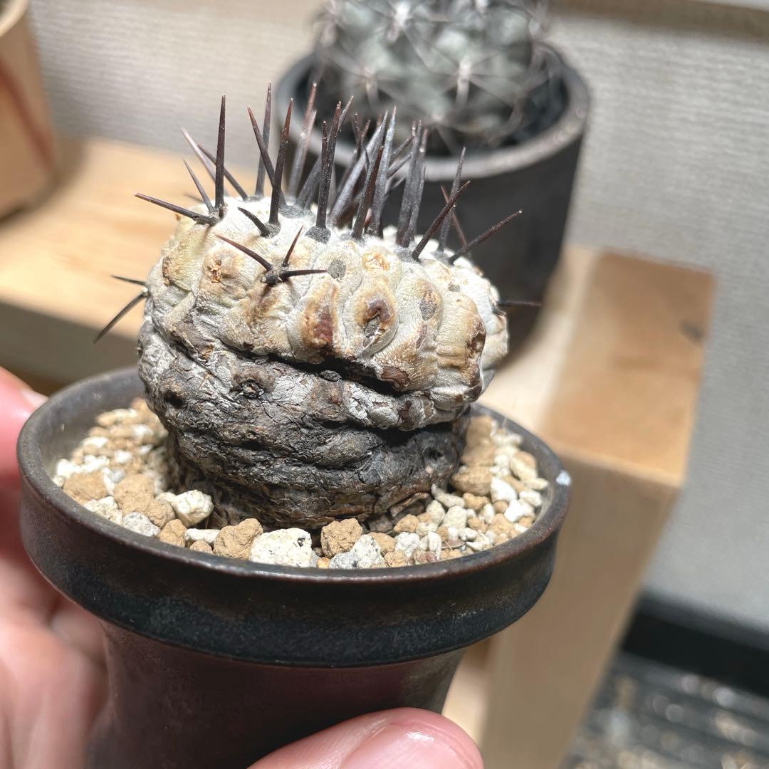 コピアポア　シネレア