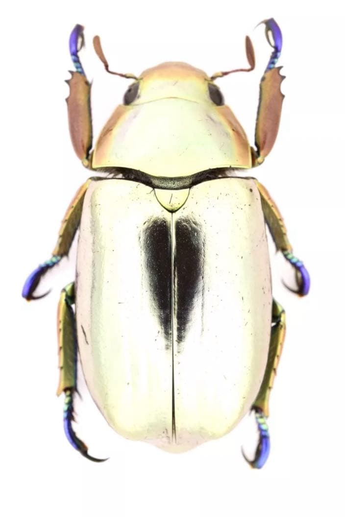 クルサルギレアプラチナコガネ！標本！130