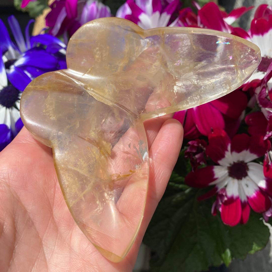 ゴールデンヒーラー ちょうちょ ④