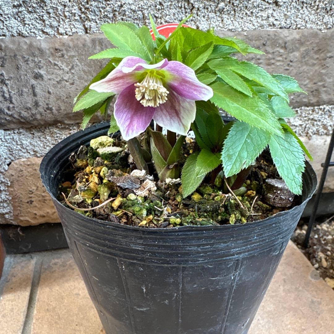 クリスマスローズ・ベビードール