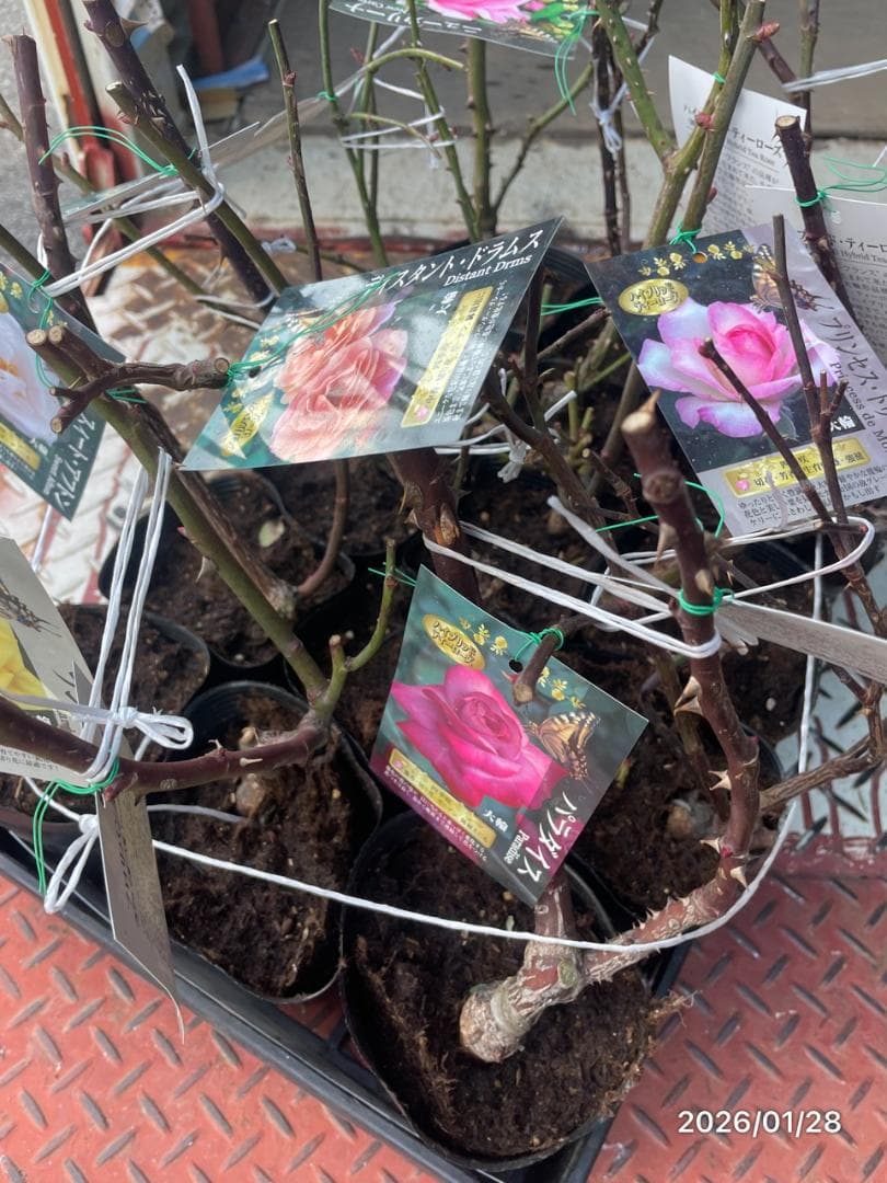 四季咲き　バラ　15株