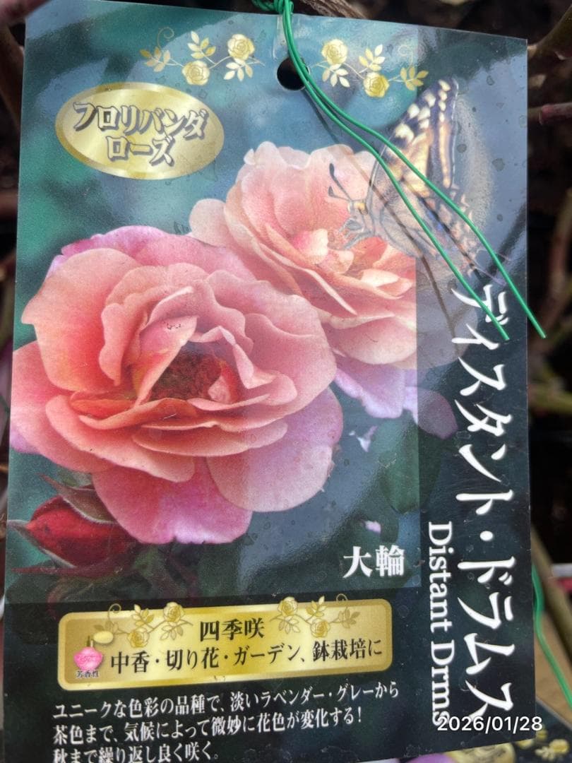 四季咲き　バラ　15株