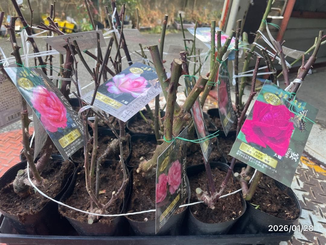 四季咲き　バラ　15株