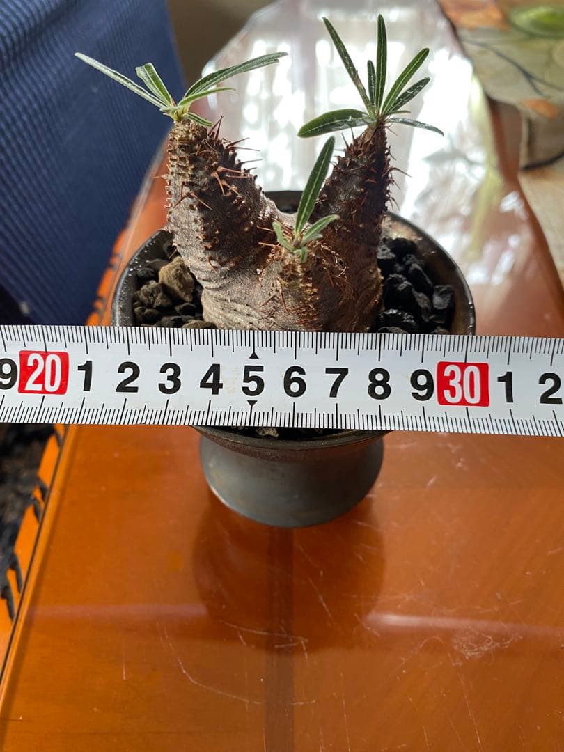 user_765aa874！希少 グラキリス多頭 発根確認済 現地球