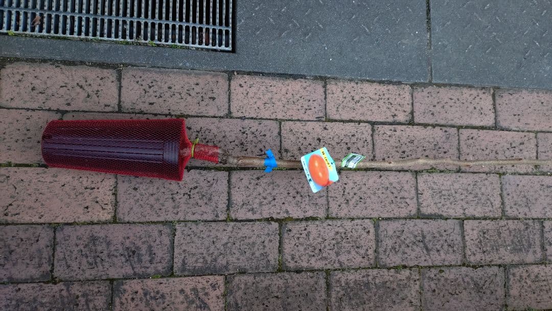 太秋柿 と希少品種！太豊２年生セット販売品！